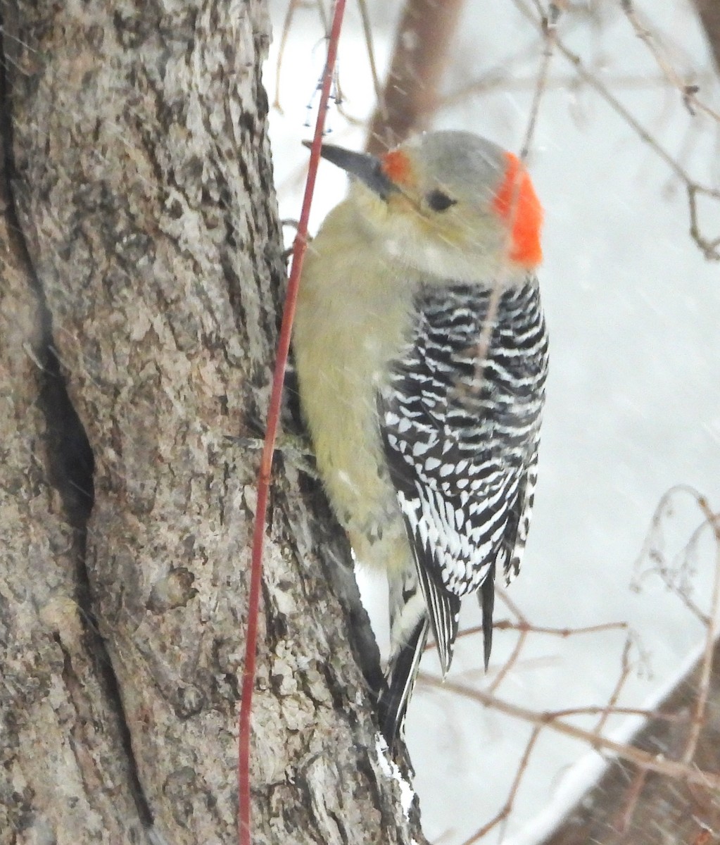 Red-bellied Woodpecker - ML646661542