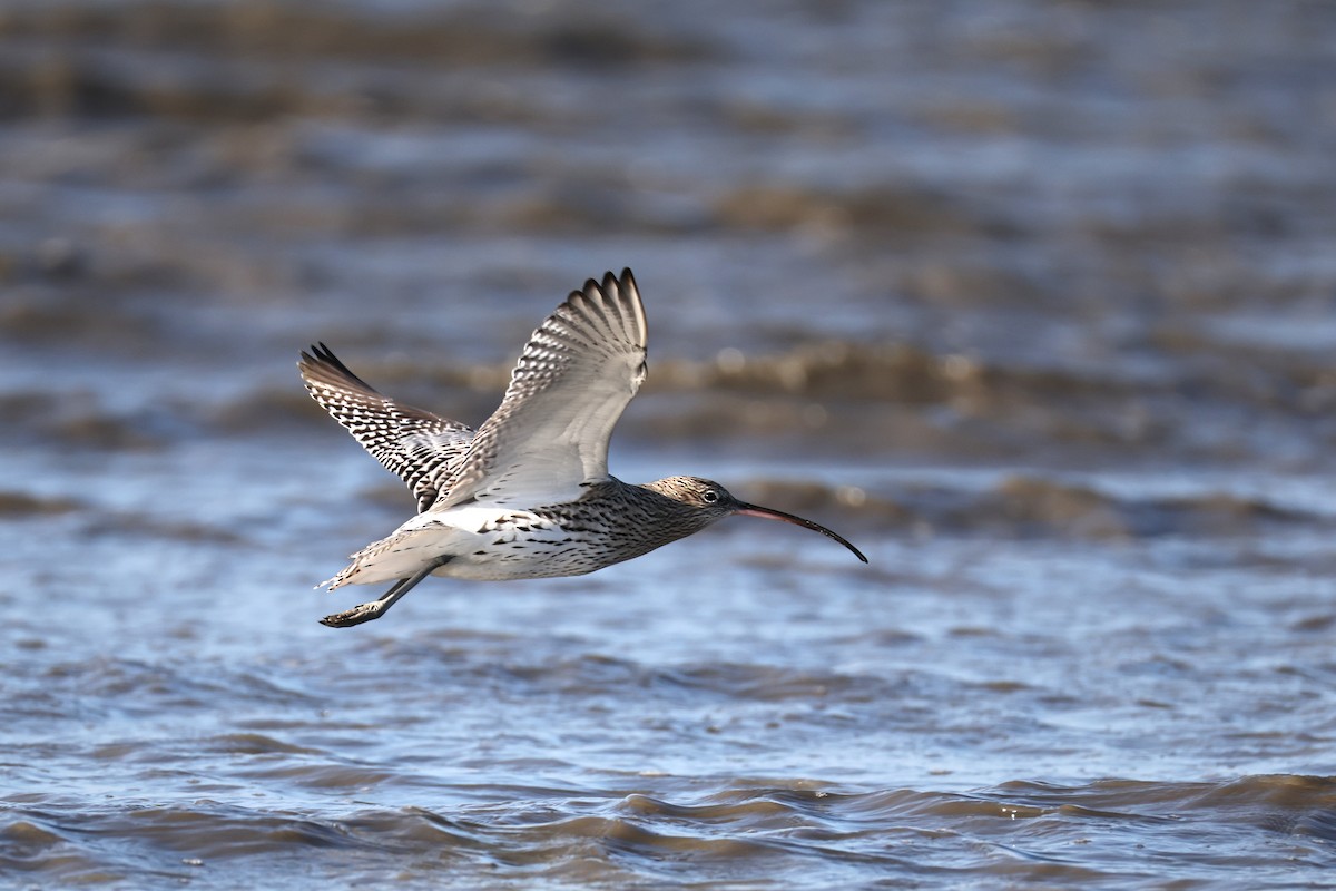 Кульон великий - ML646661545