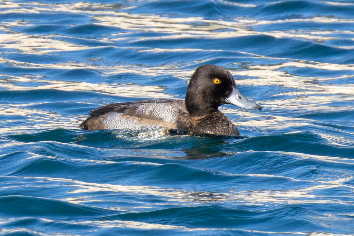 Малая морская чернеть - ML646661547