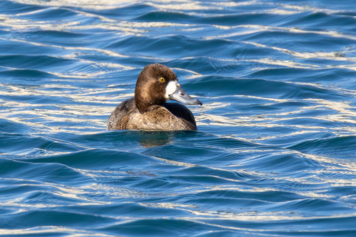 Малая морская чернеть - ML646661548