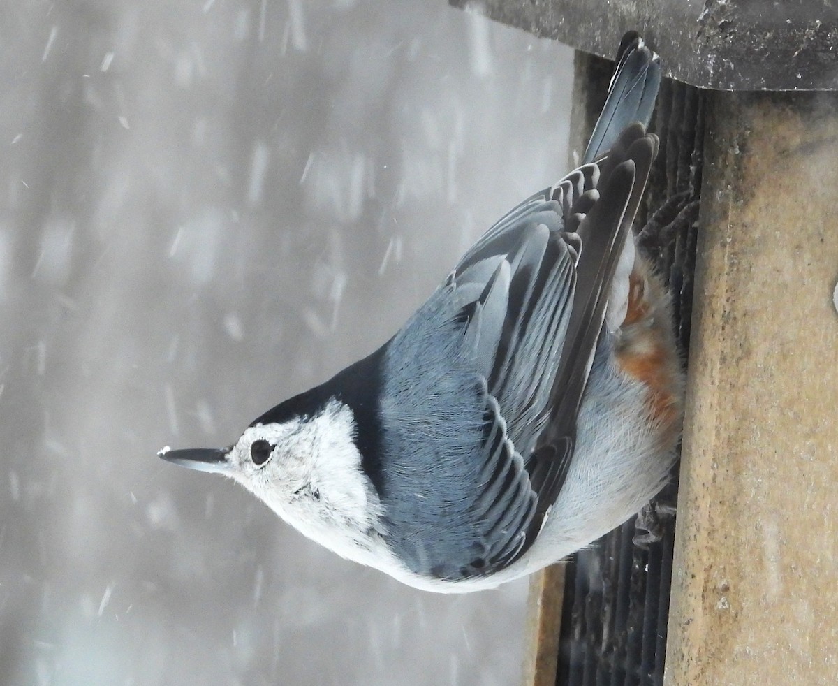 White-breasted Nuthatch - ML646661549