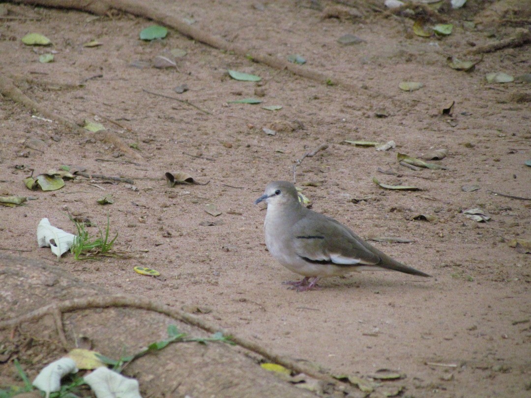 Picui Ground Dove - ML646661559