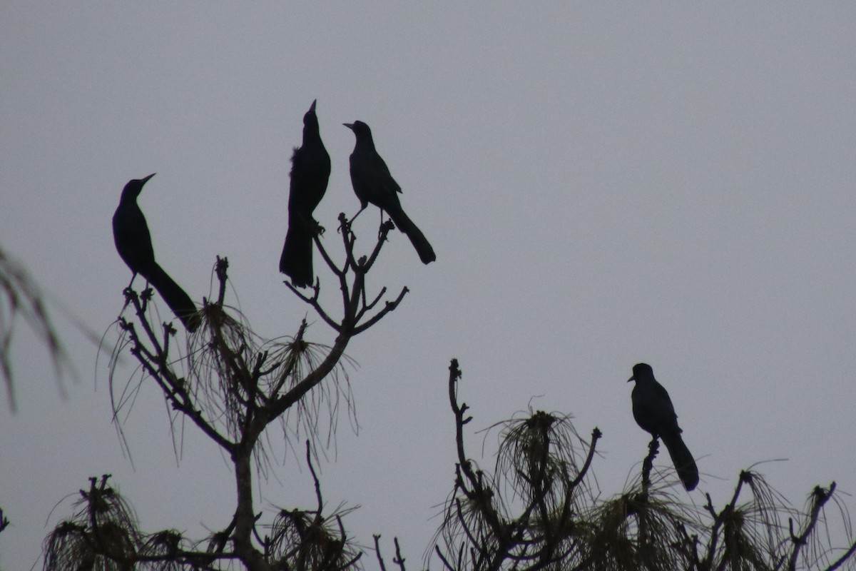 Boat-tailed Grackle - ML646661560