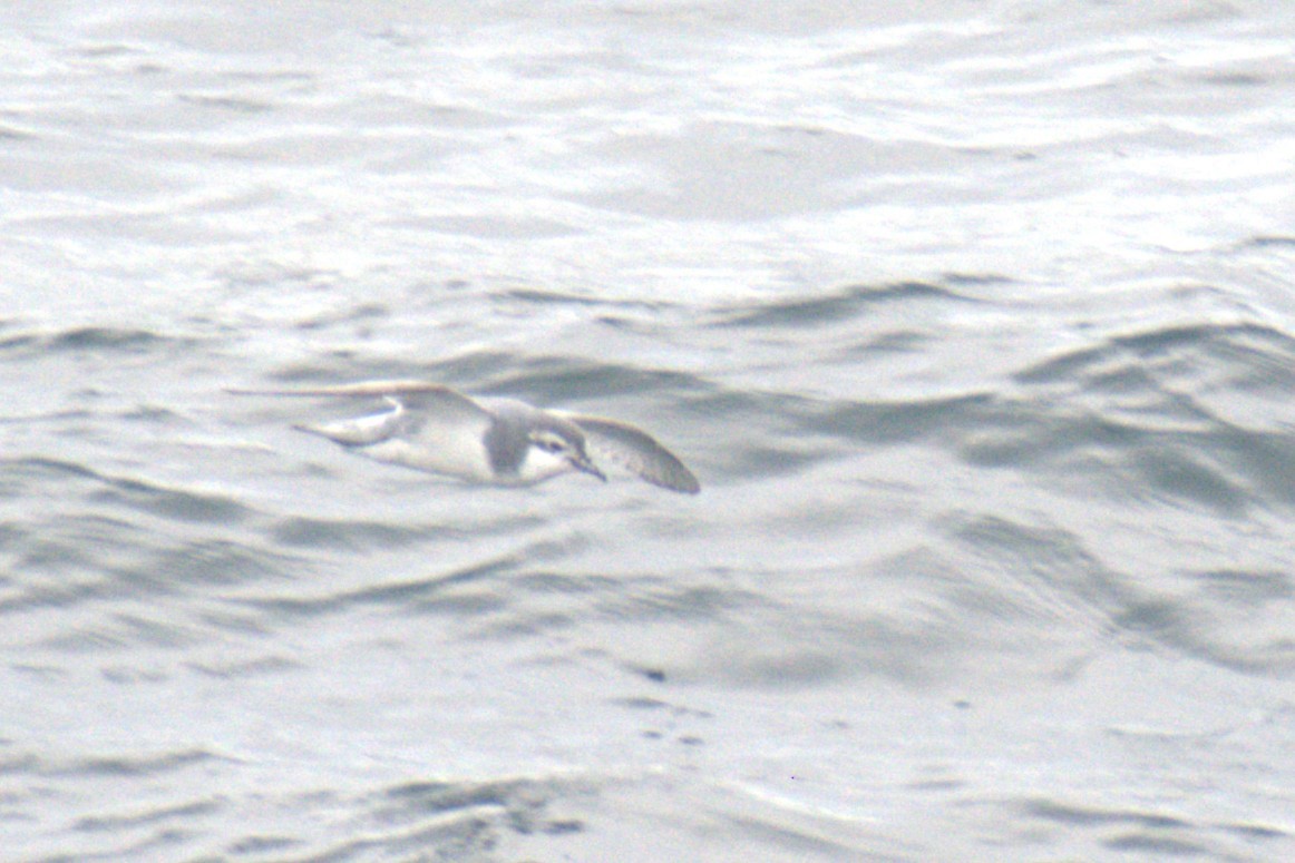 Slender-billed Prion - ML646661561