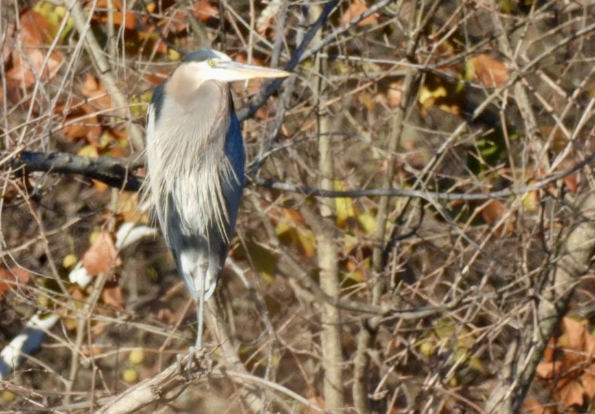 Great Blue Heron (Great Blue) - ML646661562
