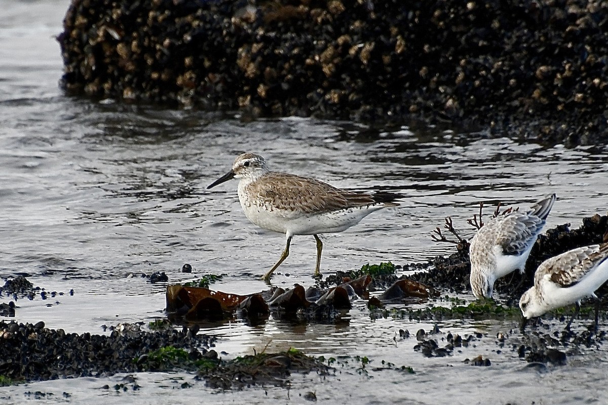 Red Knot - ML646661563