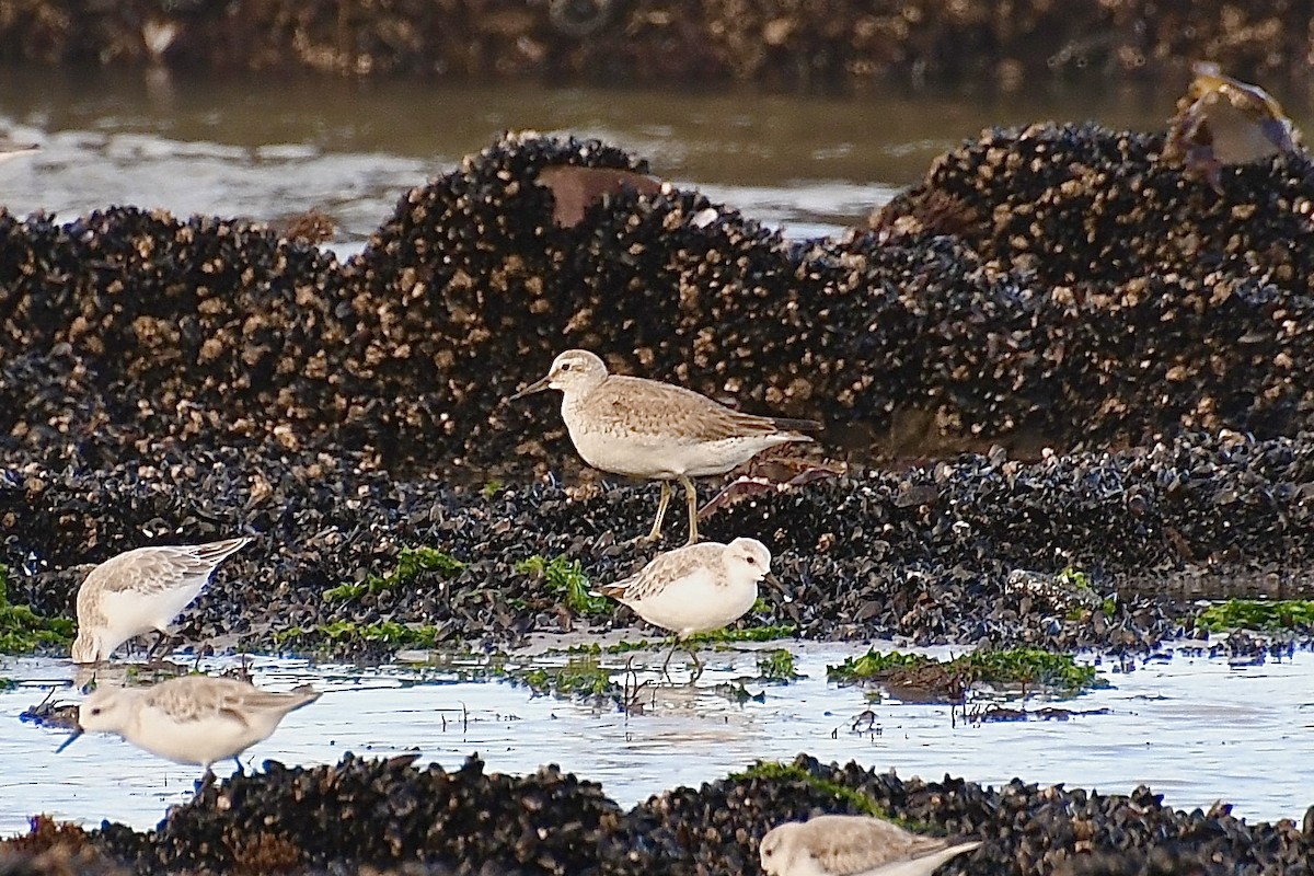 Red Knot - ML646661564