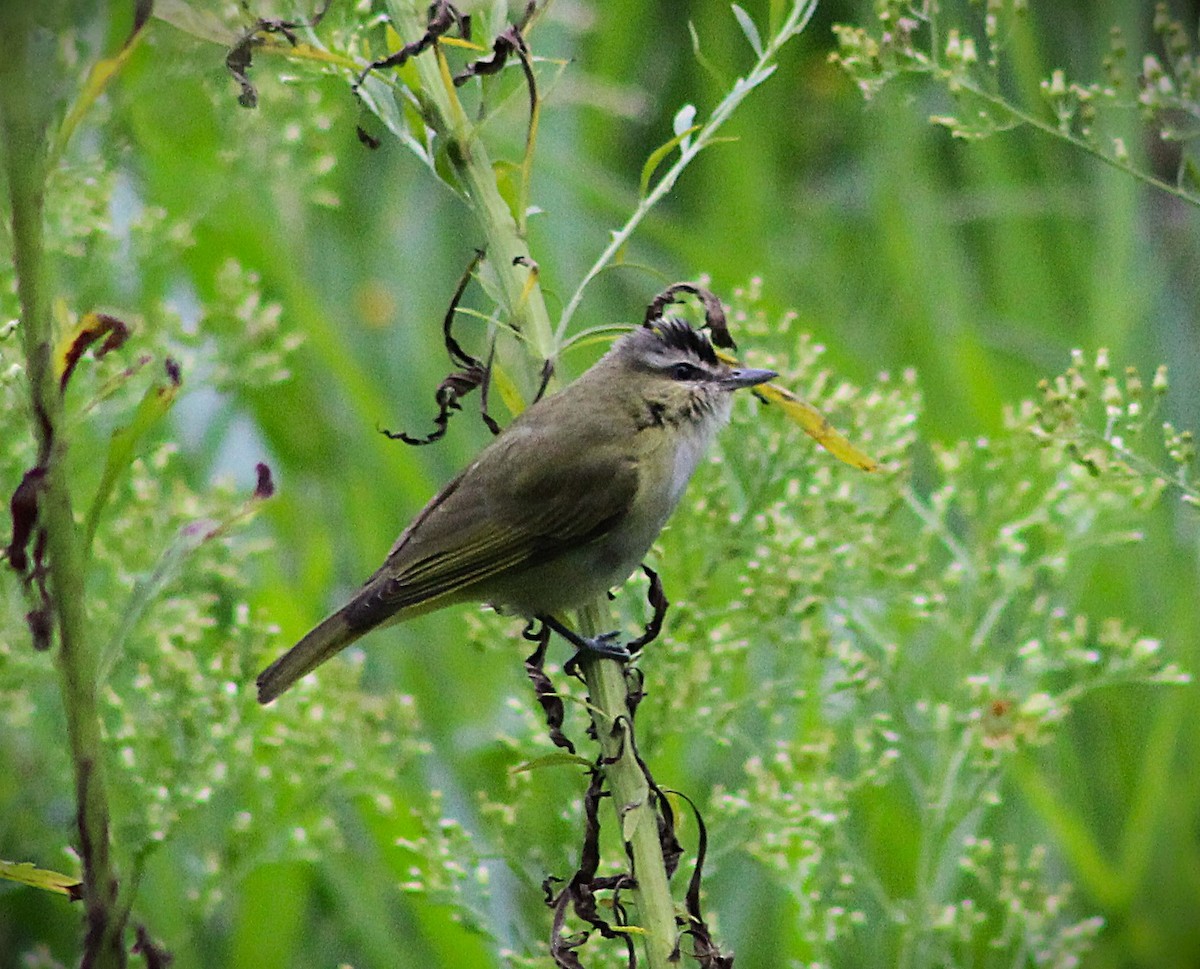 Chivi Vireo - ML646661566