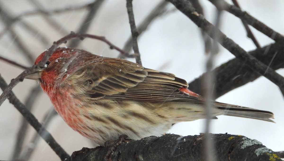 House Finch - ML646661567