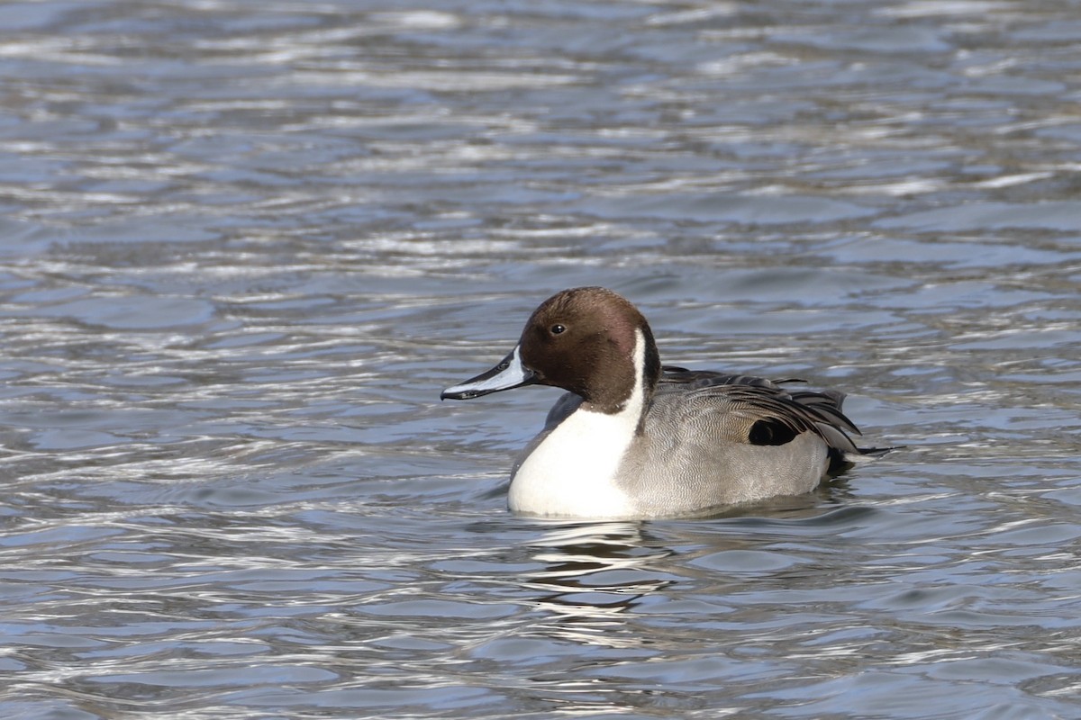 Northern Pintail - ML646661568