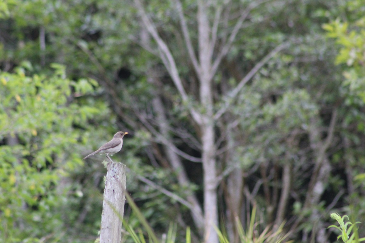 Creamy-bellied Thrush - ML646661574