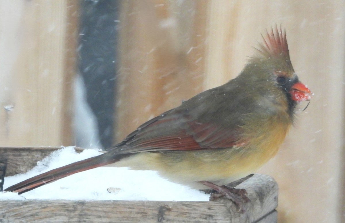 Northern Cardinal - ML646661584