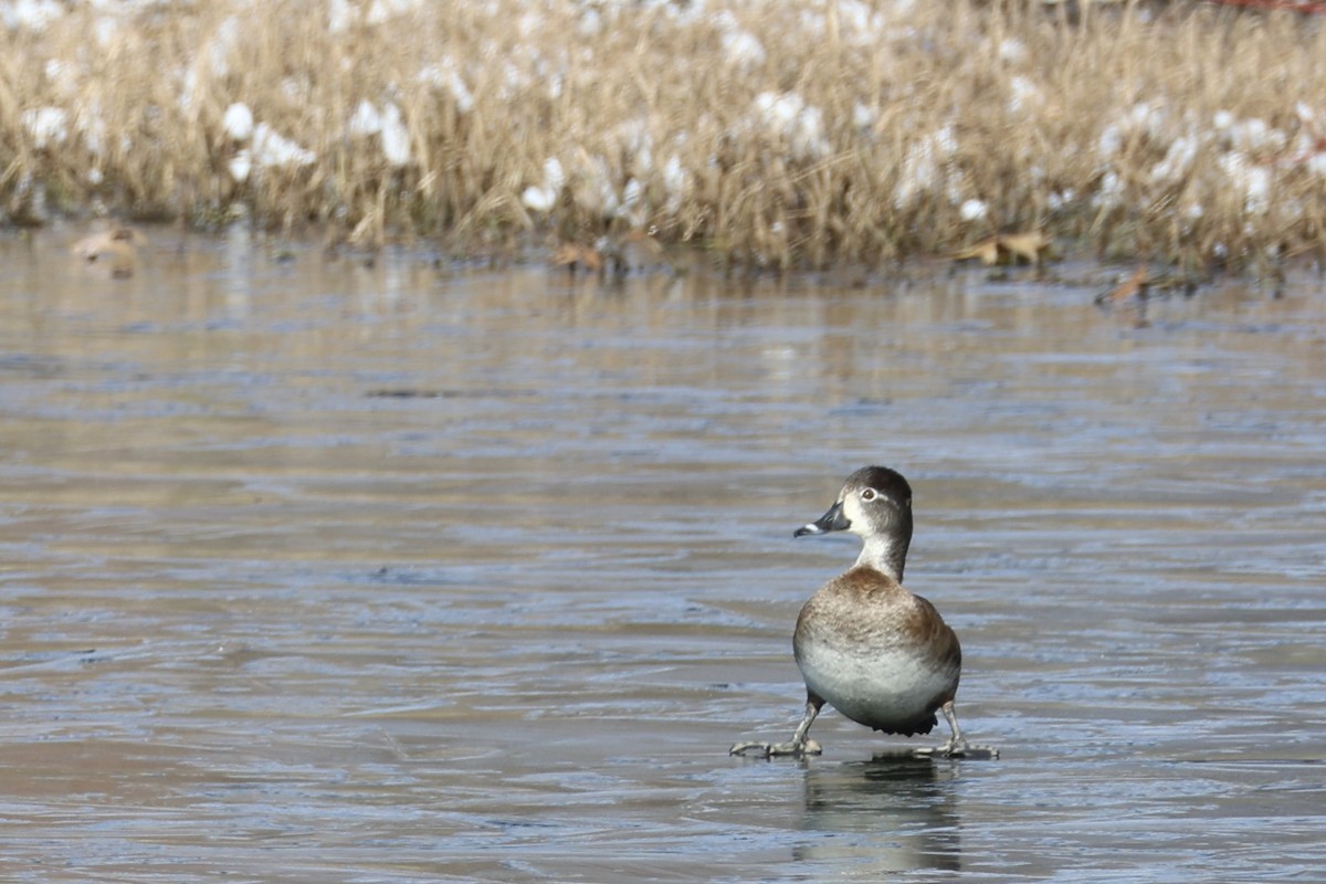 Ring-necked Duck - ML646661585