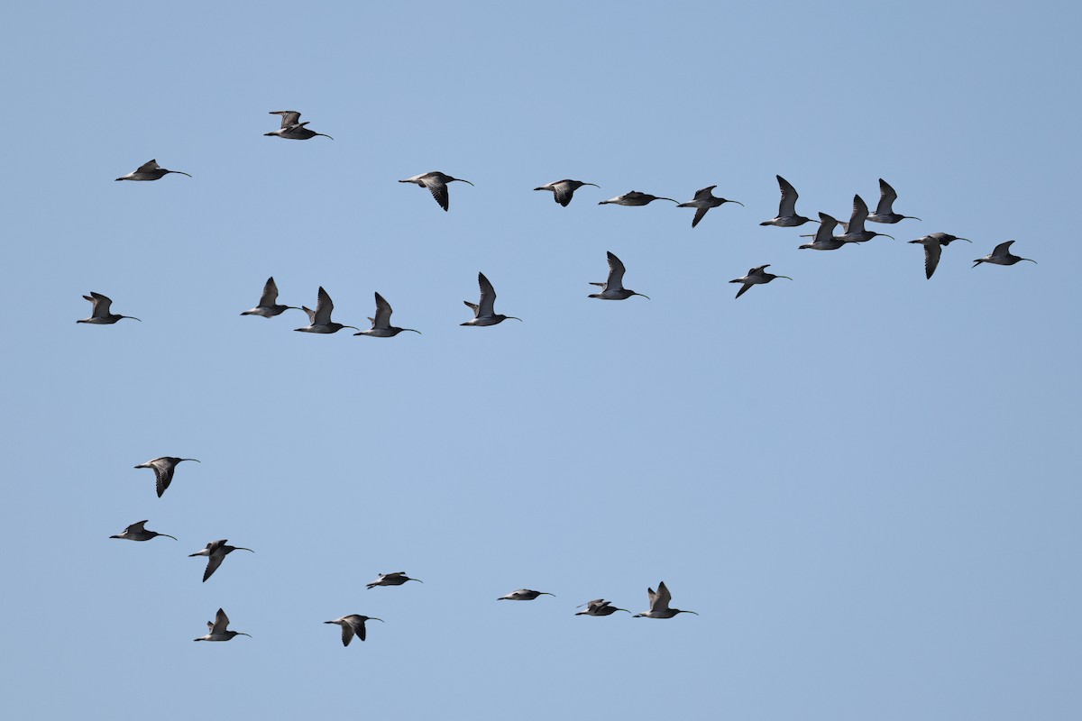 Кульон великий - ML646661586