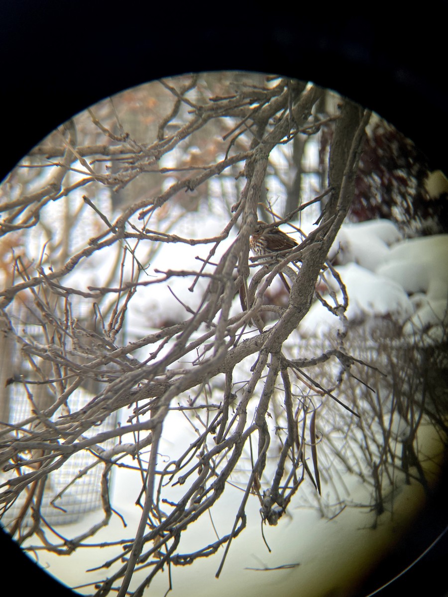 Fox Sparrow - ML646661587