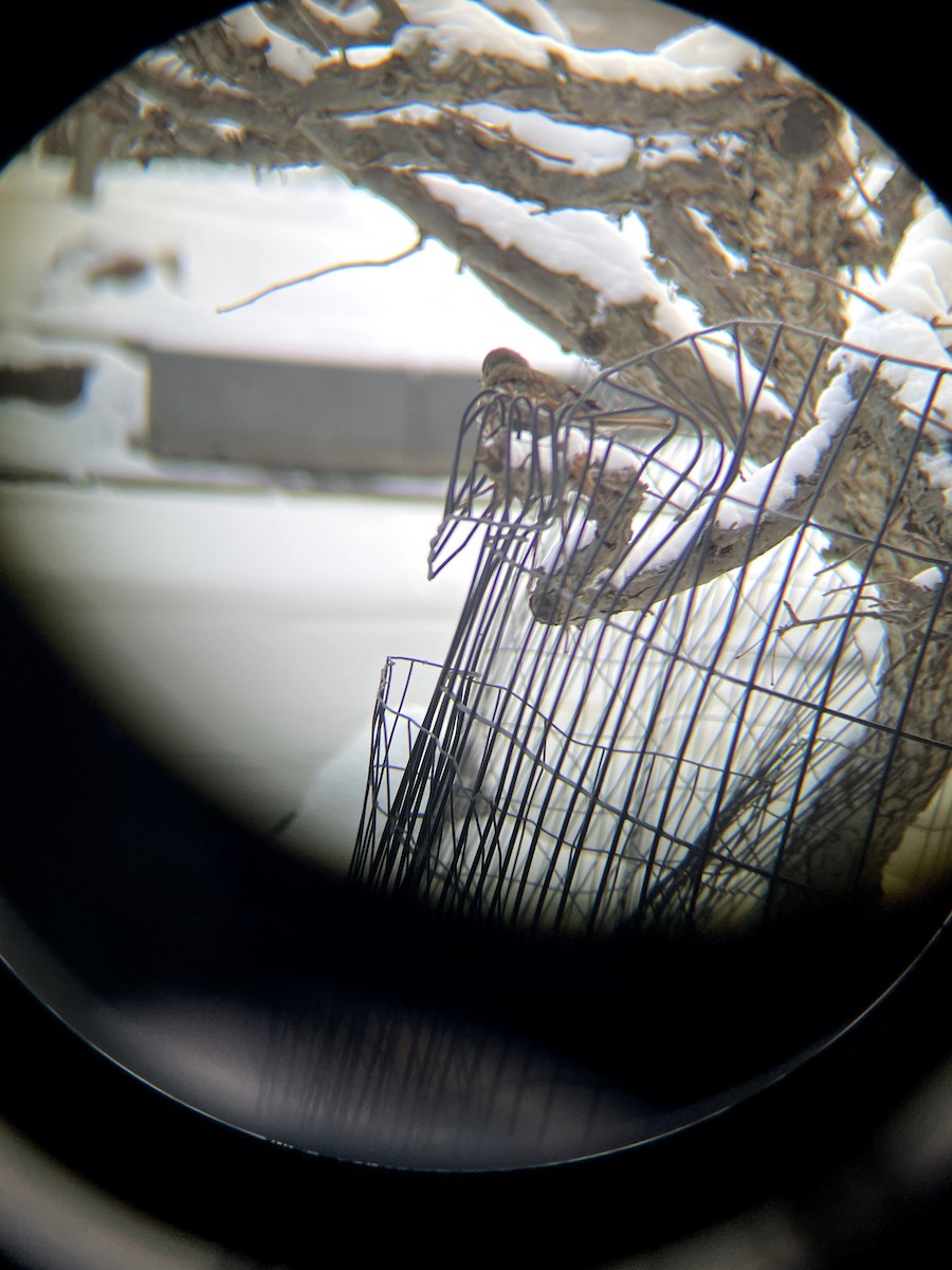 Fox Sparrow - ML646661588