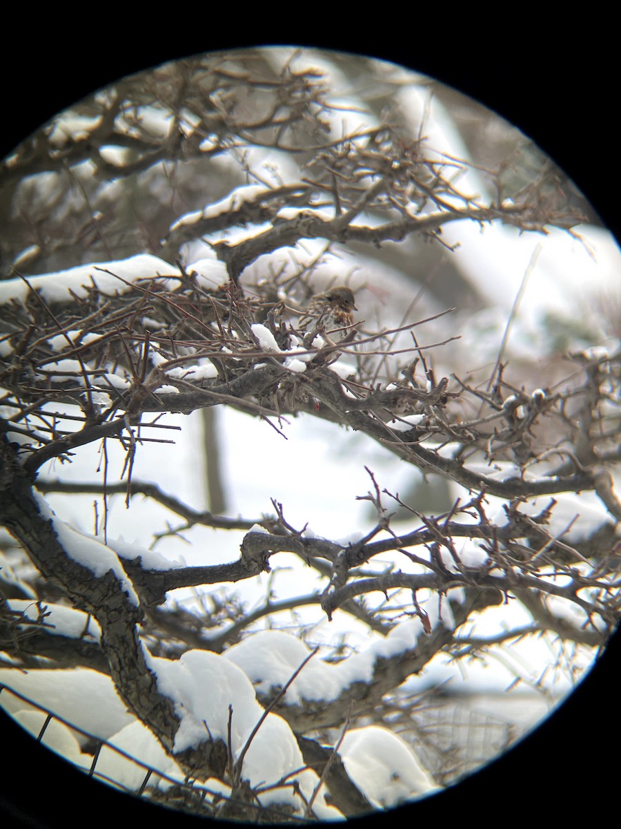 Fox Sparrow - ML646661589