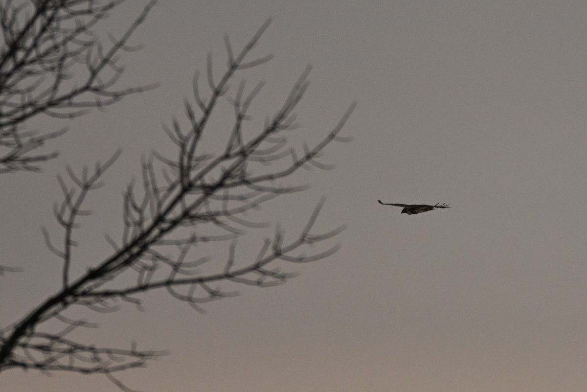 Red-tailed Hawk - ML646661590