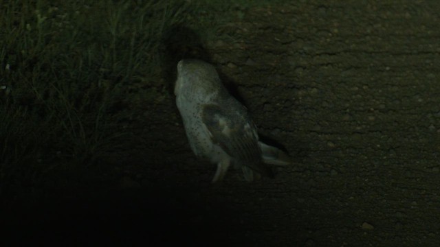 Eastern Barn Owl (Eastern) - ML646661591