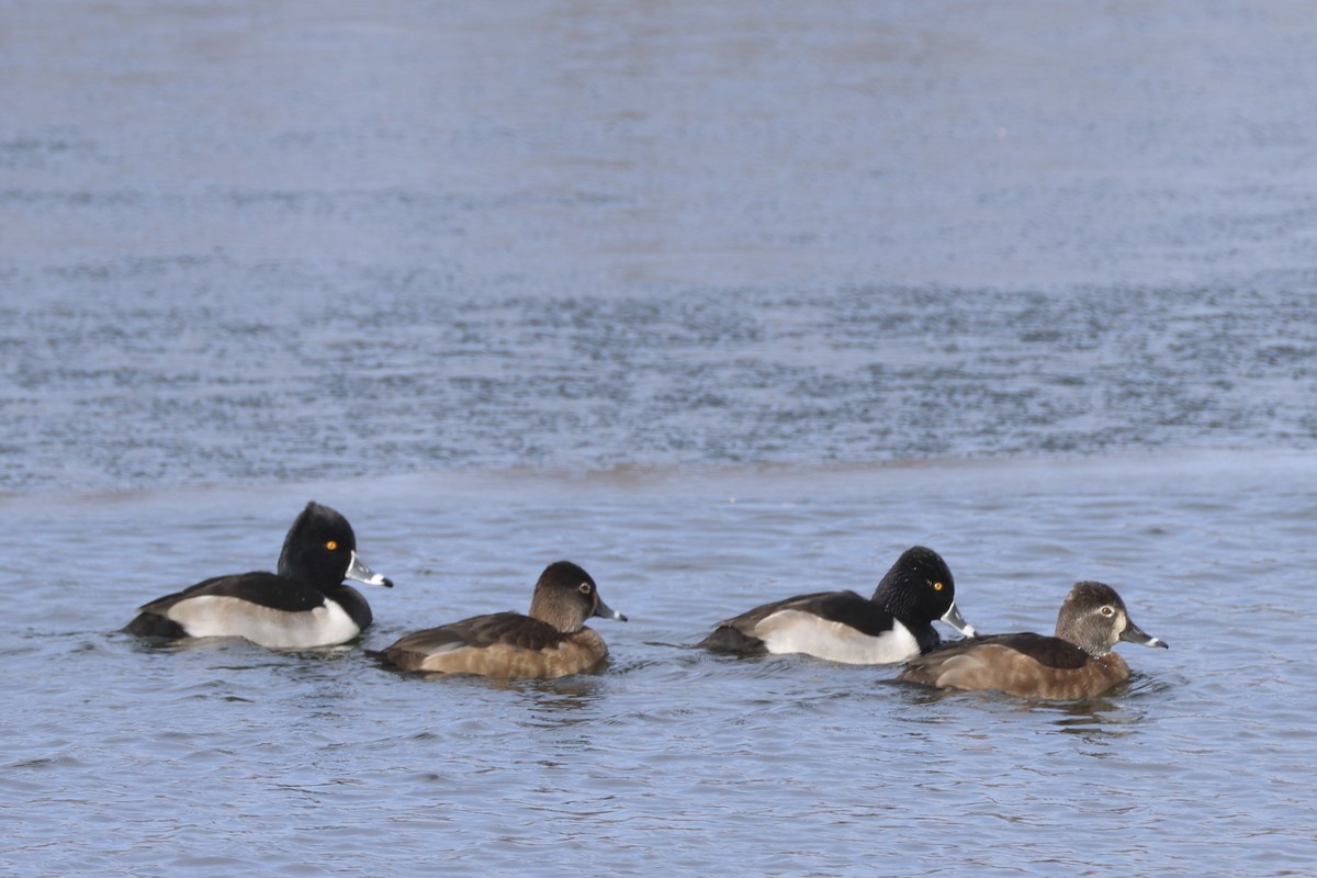 Ring-necked Duck - ML646661593