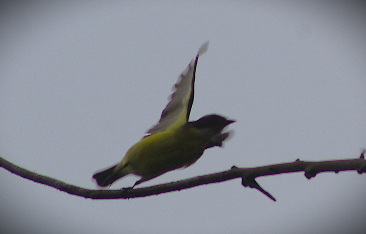 Tropical Parula - ML646661594