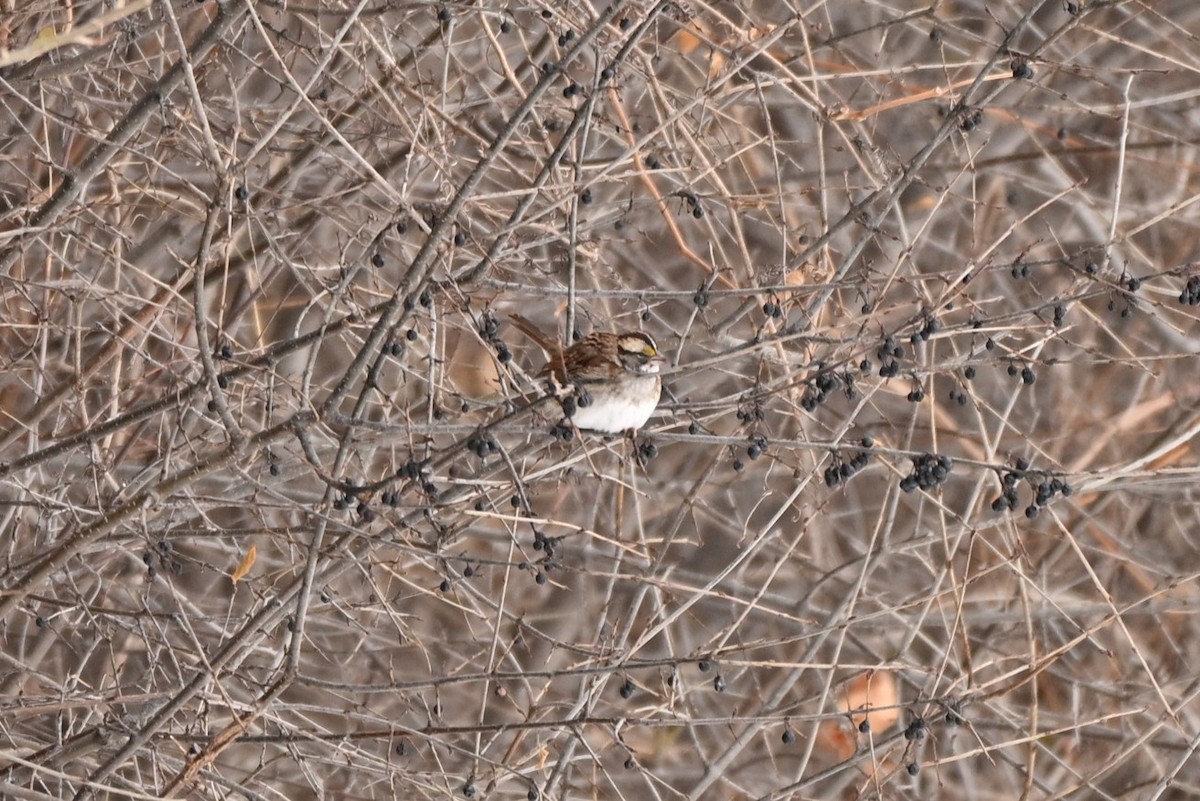 גיבתונית לבנת-גרון - ML646661596