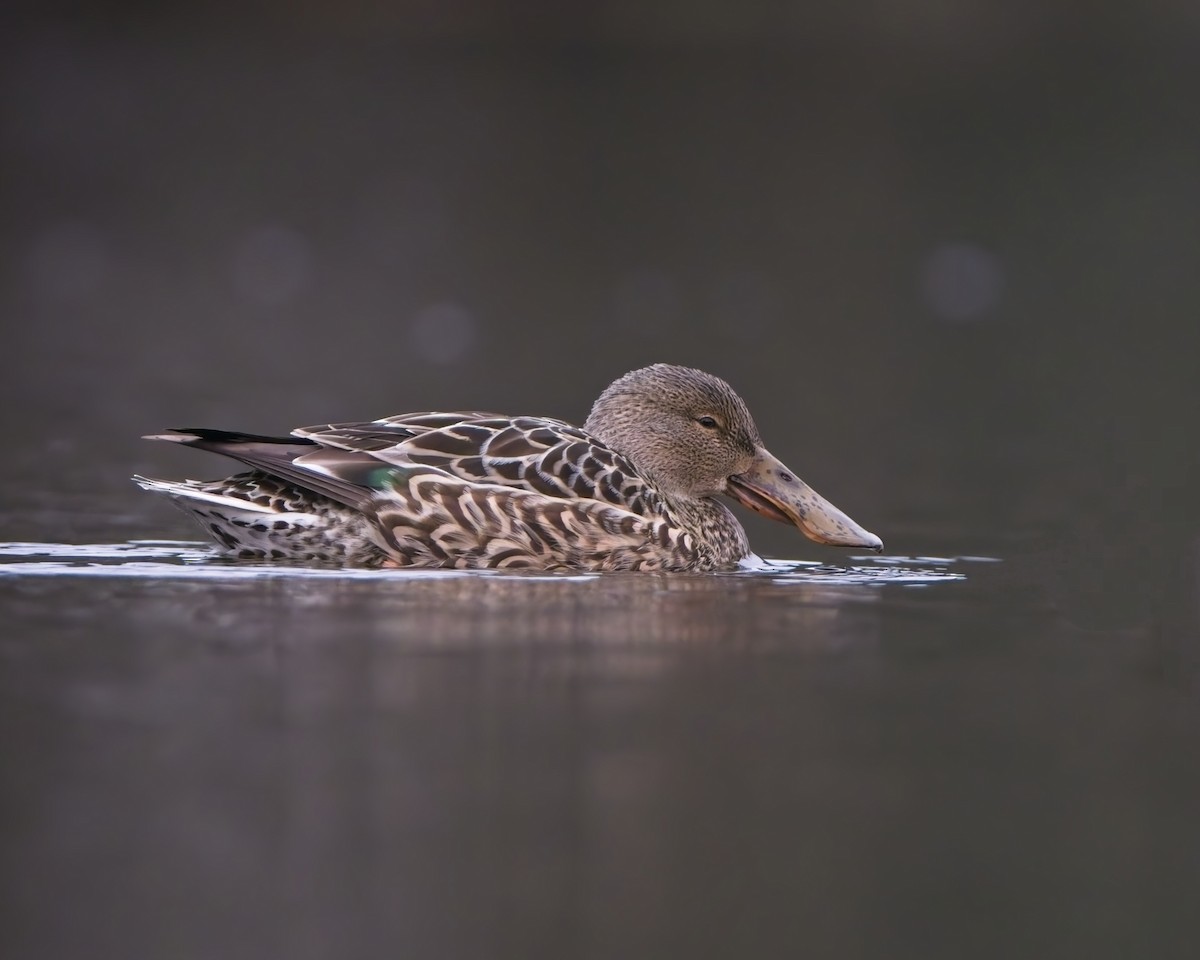 Northern Shoveler - ML646661597