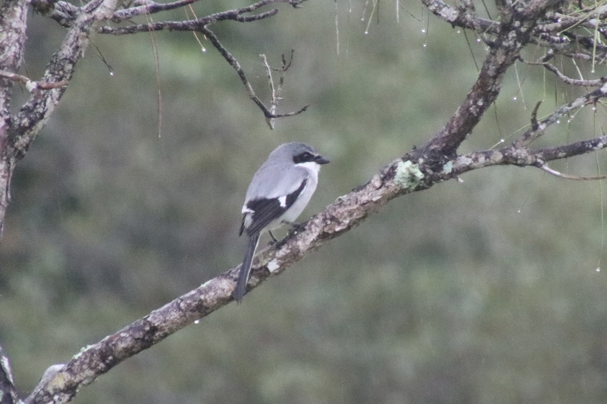 Pie-grièche migratrice - ML646661598