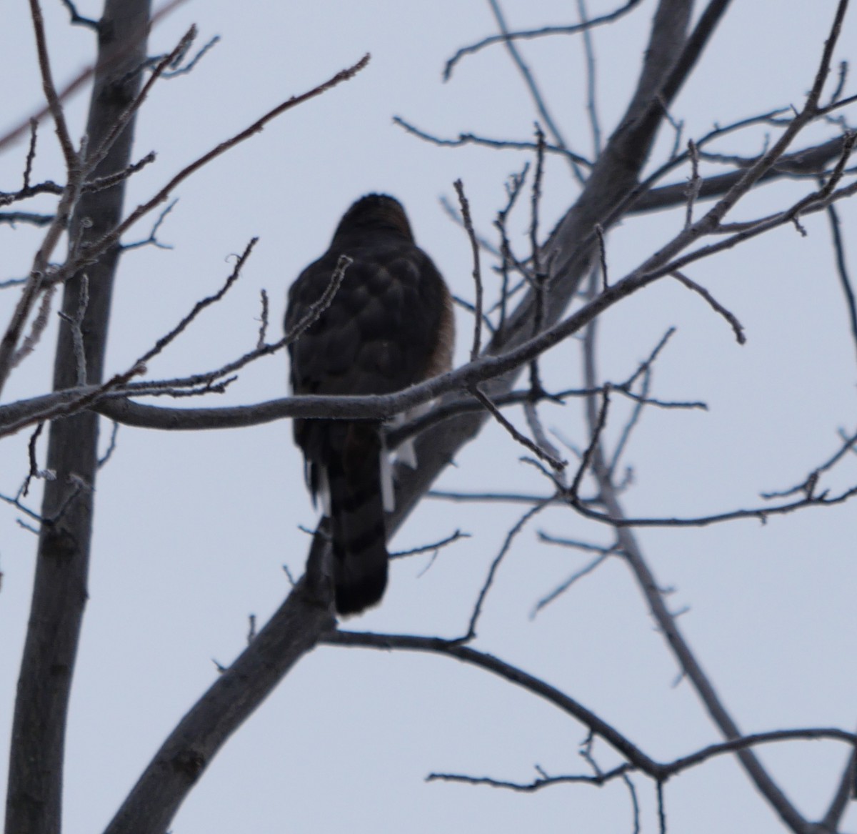 Cooper's Hawk - ML646661599