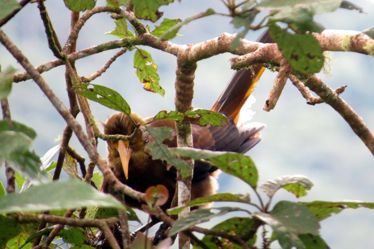 brunoropendola - ML646661601