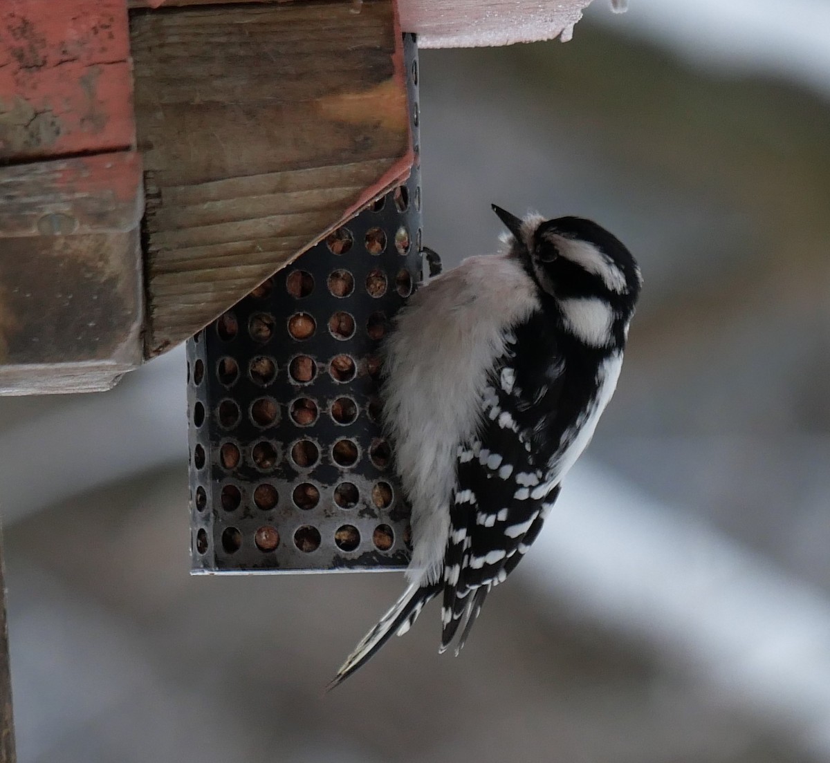 Downy Woodpecker - ML646661602