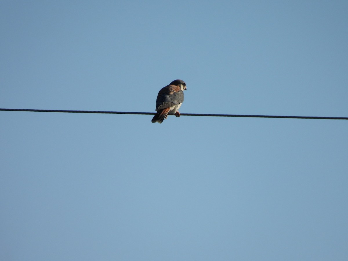 American Kestrel - ML646661603
