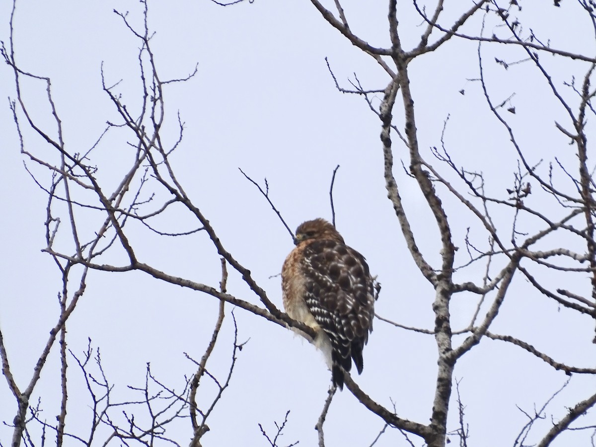 Red-shouldered Hawk - ML646661604