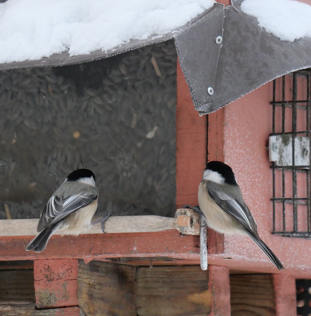 Black-capped Chickadee - ML646661605