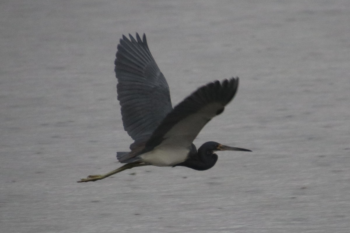 Tricolored Heron - ML646661610