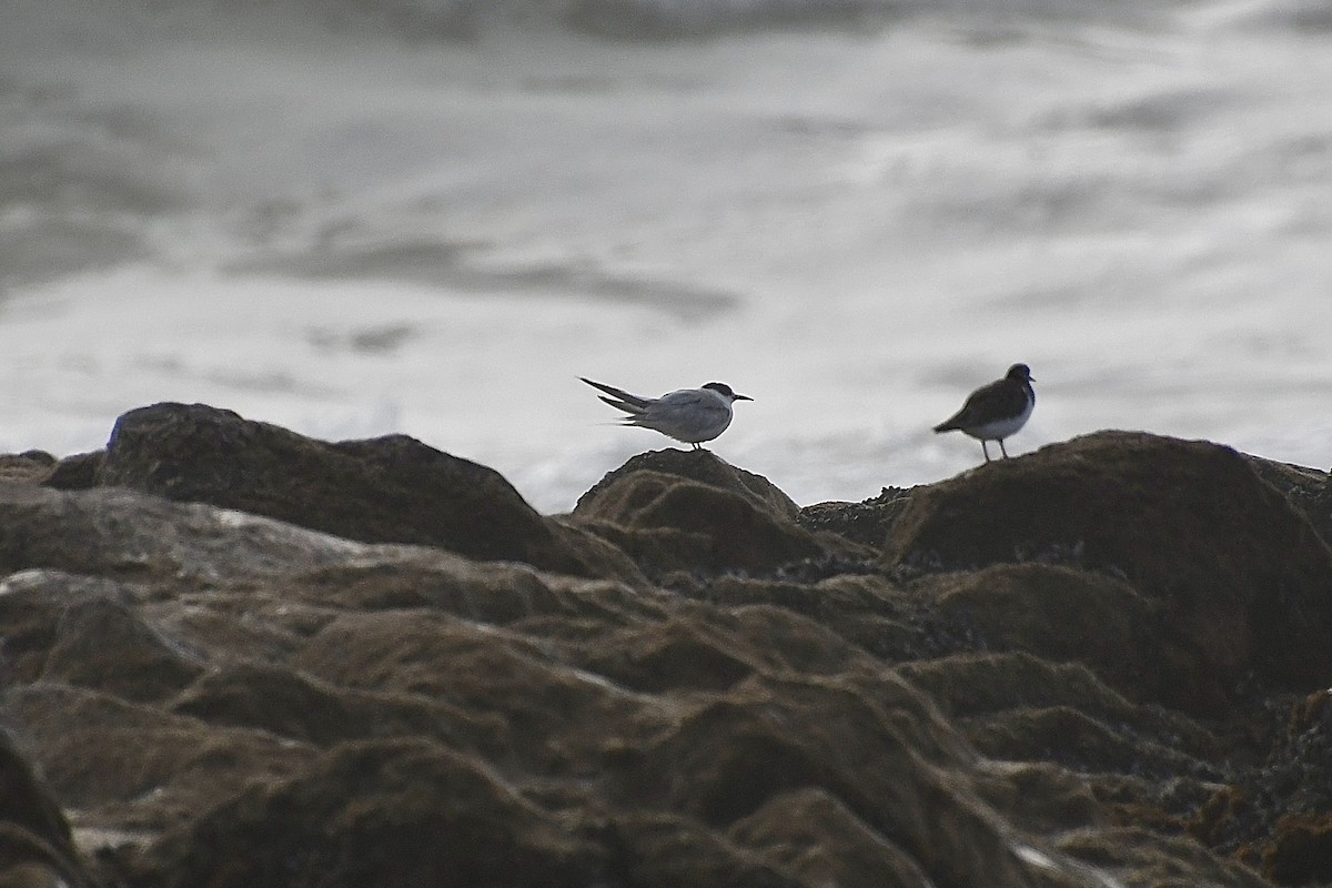 Common Tern - ML646661611