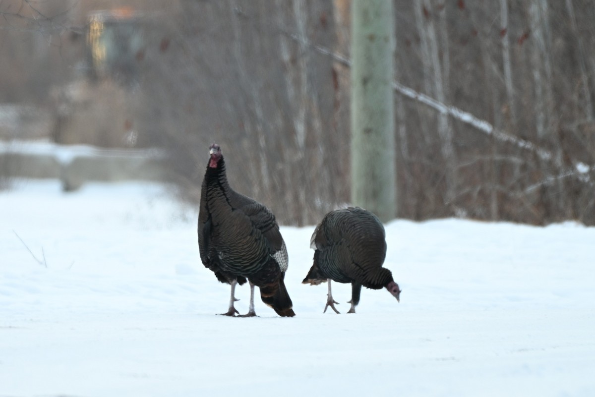 הודן בר - ML646661612
