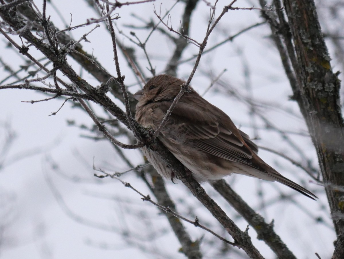 House Finch - ML646661613