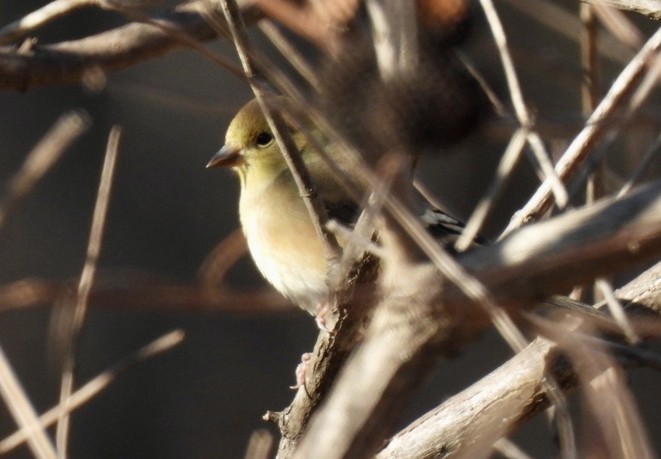 American Goldfinch - ML646661614