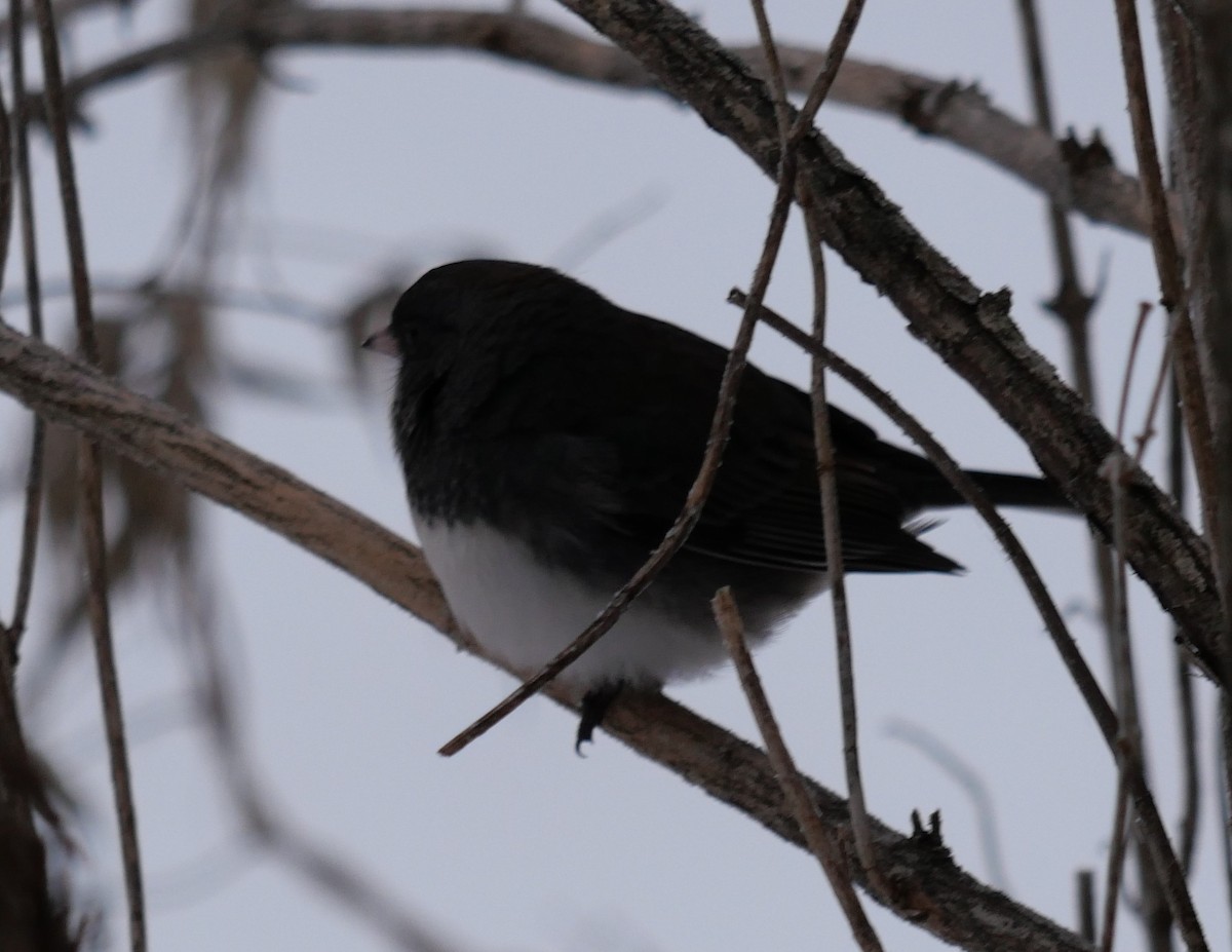 Dark-eyed Junco - ML646661615