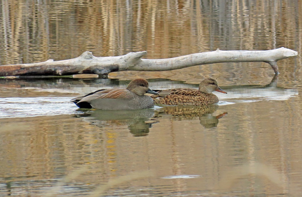 Gadwall - ML646661616