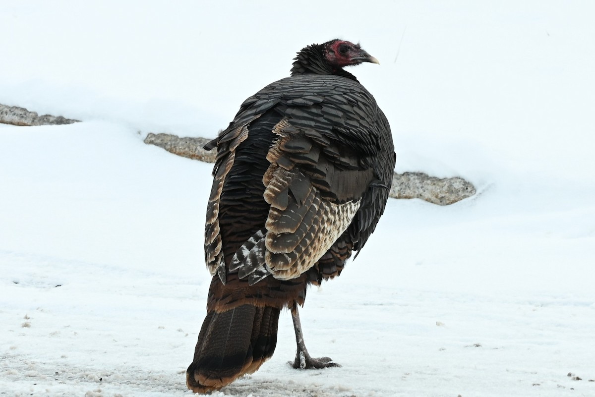 הודן בר - ML646661617