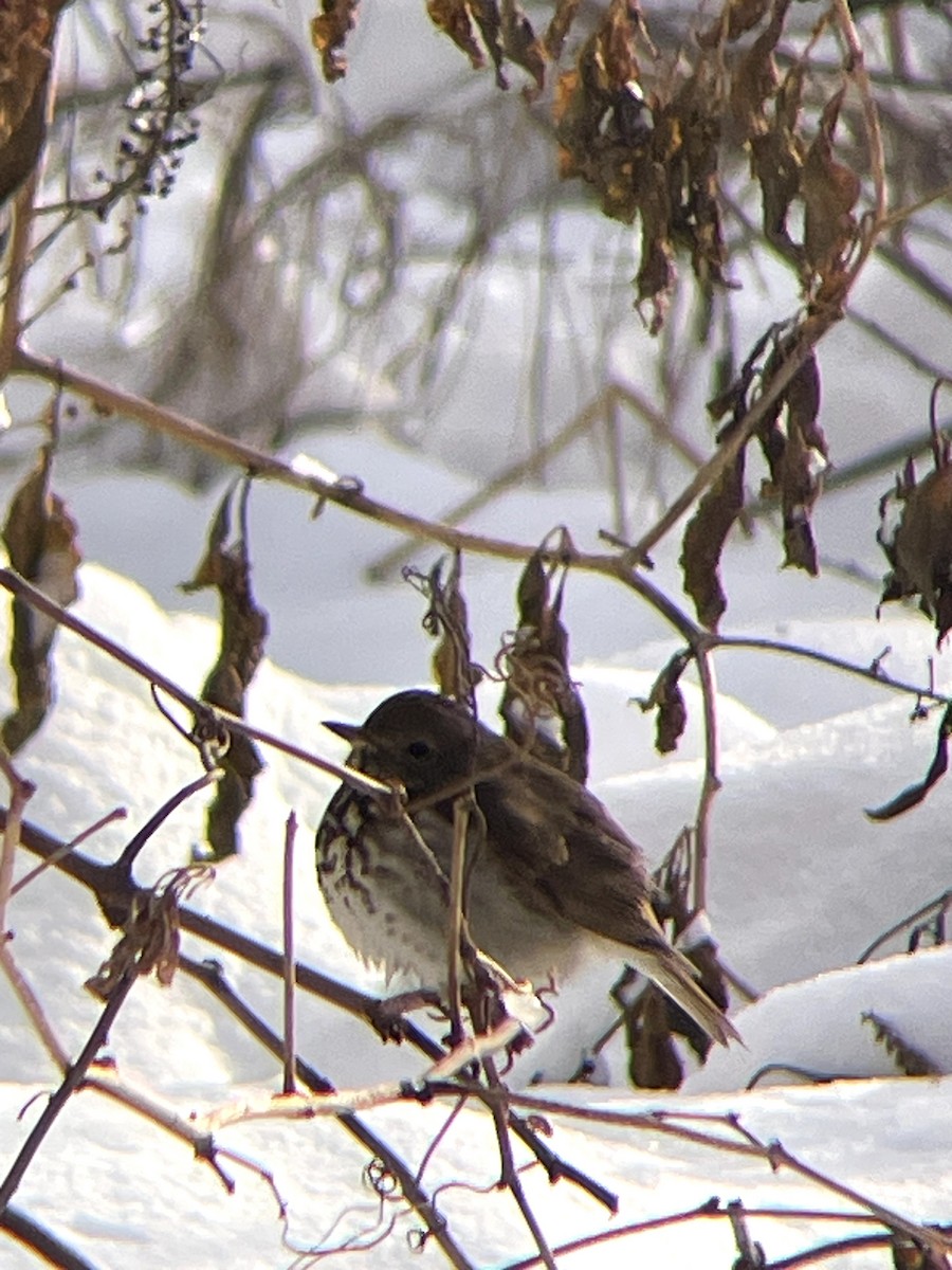 Hermit Thrush - ML646661618