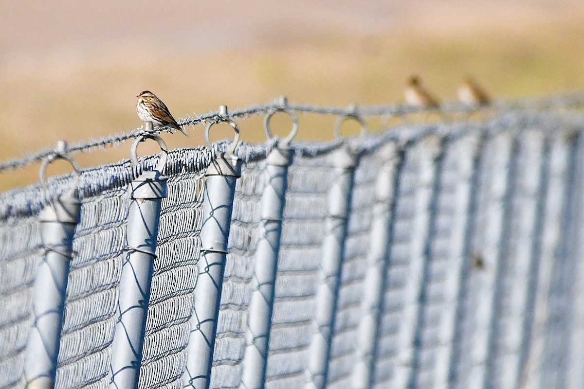 Savannah Sparrow - ML646661619