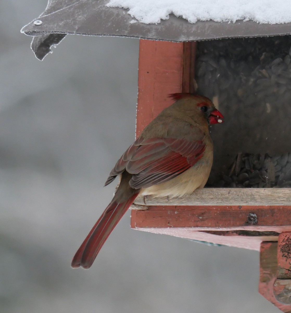 Northern Cardinal - ML646661620