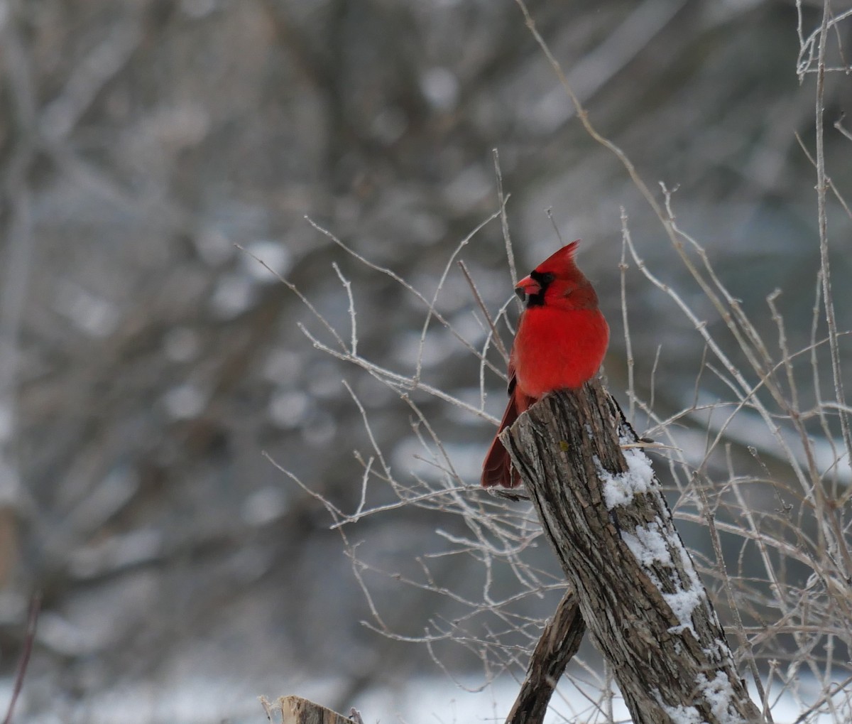 Northern Cardinal - ML646661621