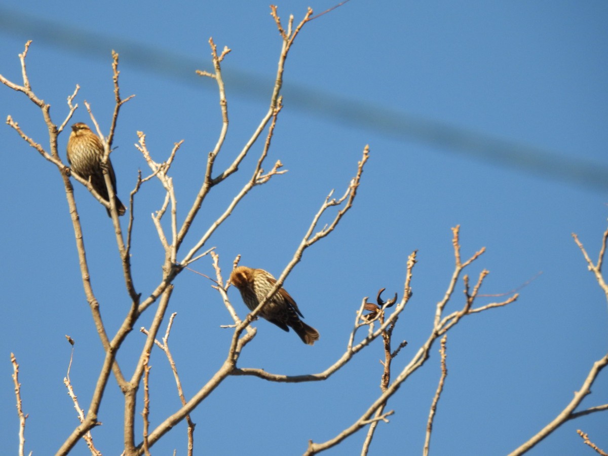Red-winged Blackbird - ML646661622