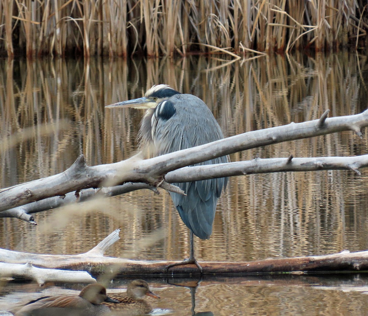 Great Blue Heron - ML646661623