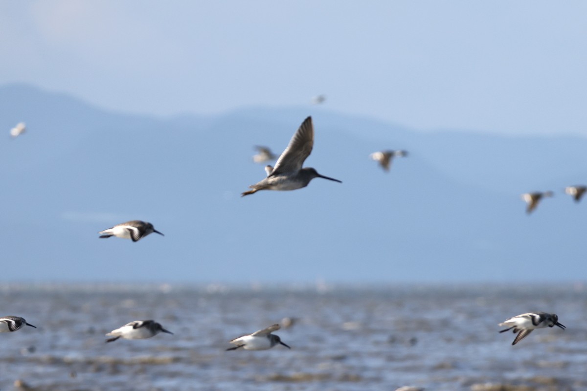 Неголь довгодзьобий - ML646661624