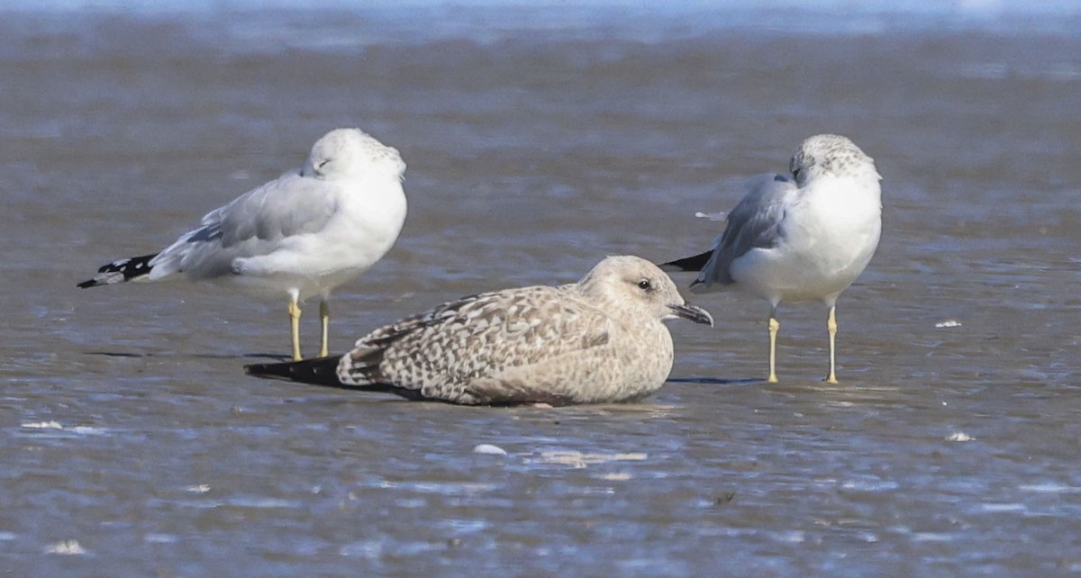 Goéland arctique (thayeri) - ML646661627